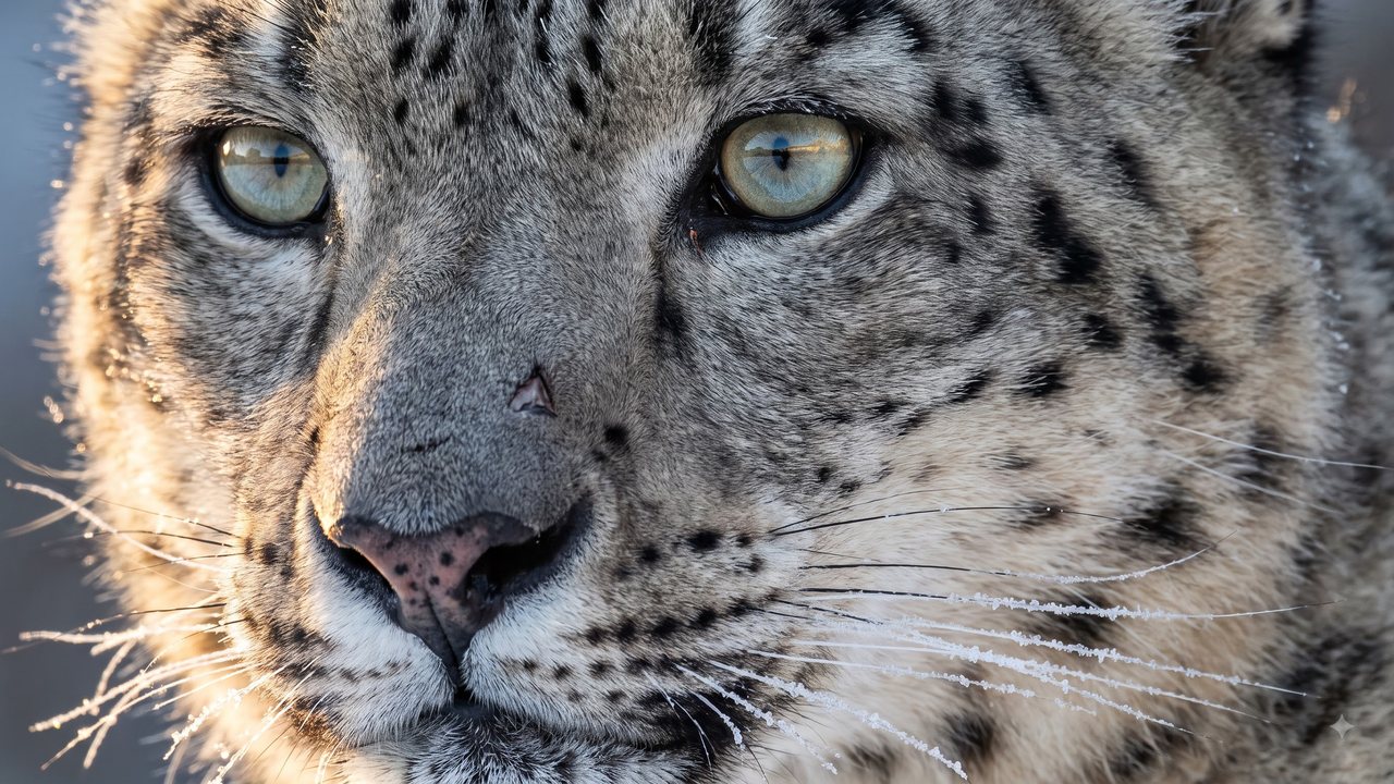 Close-up of a snow leopard's face